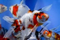 American Shubunkin Goldfish