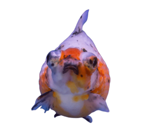 calico goldfish