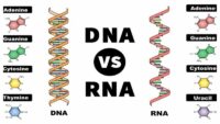 DNA Full Form: DNA Vs RNA