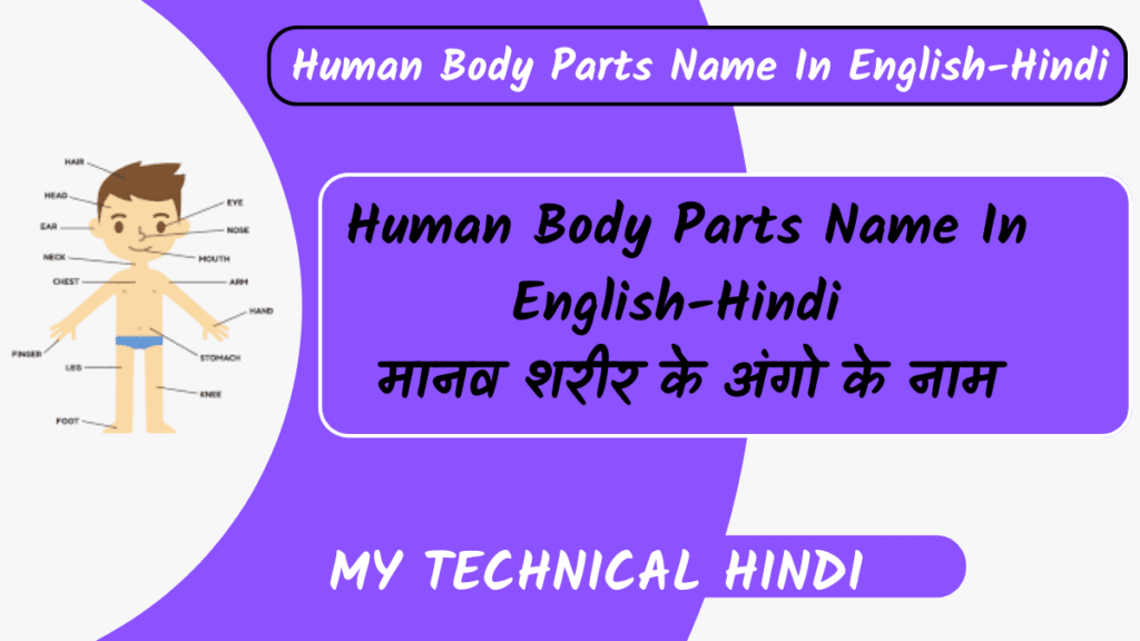 Human Body Parts Name In English Hindi 100 