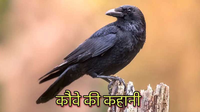 short story in hindi crow-son