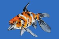 American Shubunkin Goldfish