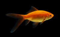 Comet Goldfish