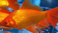 Common Goldfish