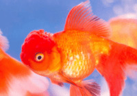 Common Goldfish