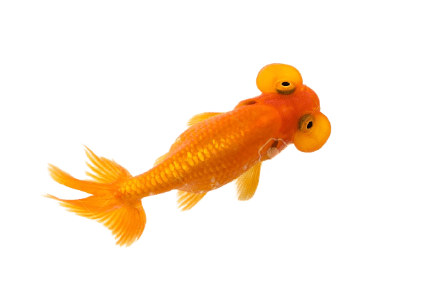 bubble eye goldfish