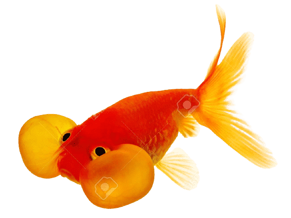 Bubble eye goldfish